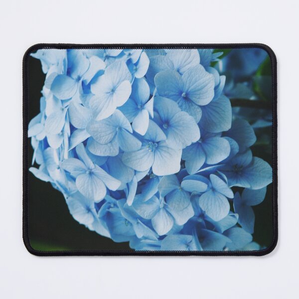 Item preview, Beautiful Nantucket Blue Hydrangeas designed and sold by newburyboutique.
