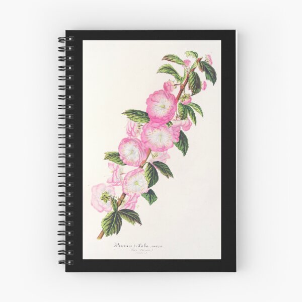 Item preview, Flowering almond - Botanical Illustration designed and sold by chimakingthings.