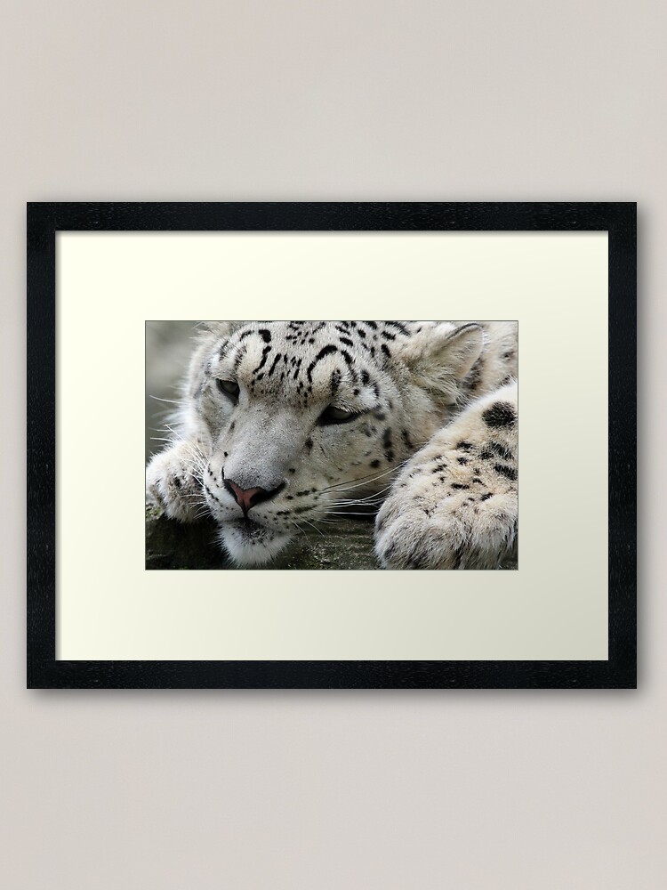 Snow Leopard Framed Art Print By Emz4749 Redbubble