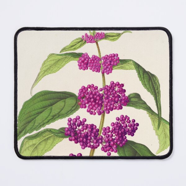 Item preview, Purple beautyberry - Botanical Illustration designed and sold by chimakingthings.