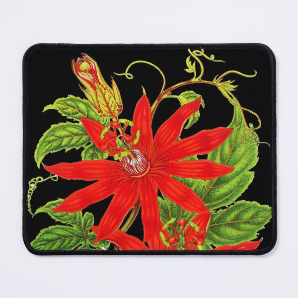 Item preview, Passiflora vitifolia - Botanical Illustration designed and sold by chimakingthings.