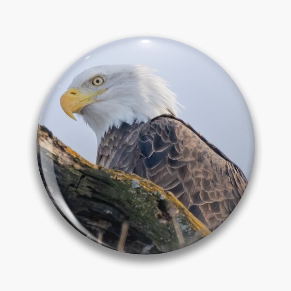 Item preview, Bald Eagle designed and sold by Lauren Pechman.