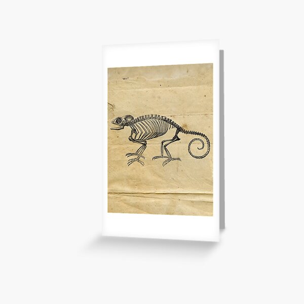 Chameleon skeleton Vintage Black and White Illustration | Forest Wildlife Chameleon reptile Greeting Card