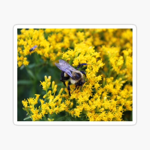 Bumbling Along Sticker