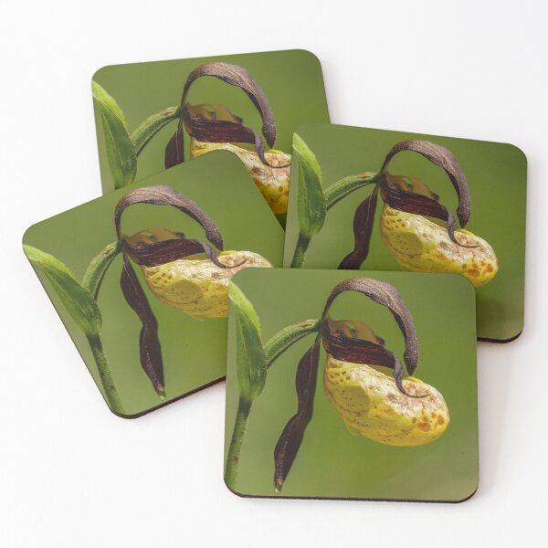 Item preview, a Lady's-slipper orchid designed and sold by Stefan Rotter.