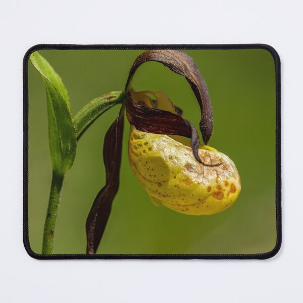 Item preview, a Lady's-slipper orchid designed and sold by Stefan Rotter.