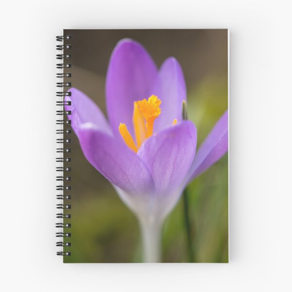 Item preview, a purple crocus blossom designed and sold by Stefan Rotter.