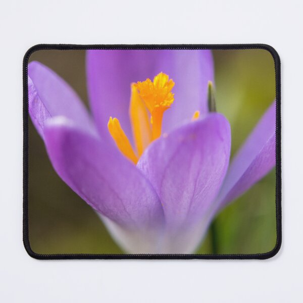 Item preview, a purple crocus blossom designed and sold by Stefan Rotter.