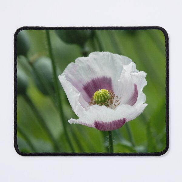 Item preview, white and purple poppy flower designed and sold by Stefan Rotter.
