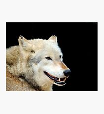 Timber Wolf 2 Photographic Print