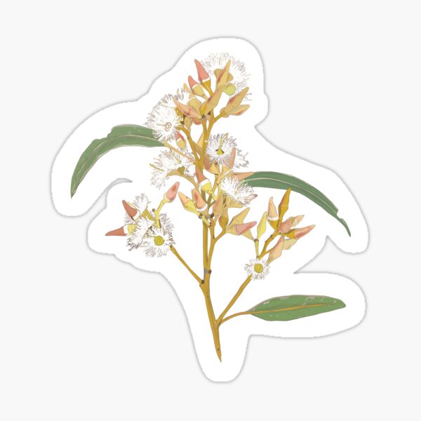Item preview, Australian Native floral pattern designed and sold by Charlotte Weaver.
