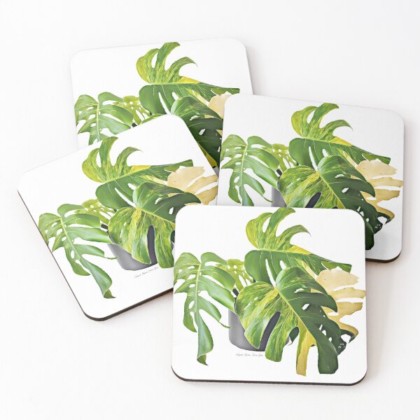 Item preview, Variegated Monstera Deliciosa "Aurea" designed and sold by The Chookies.