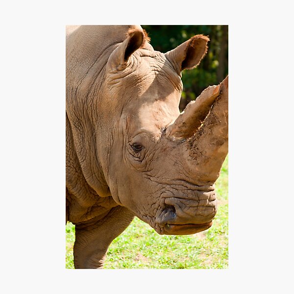 Rhino head Photographic Print