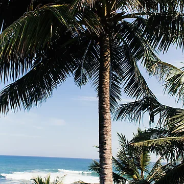 Artwork thumbnail, Plam Tree Beach by Raft