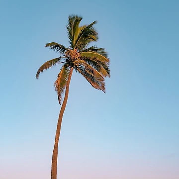 Vorschaubild zum Design Palm Tree Sunset von Raft