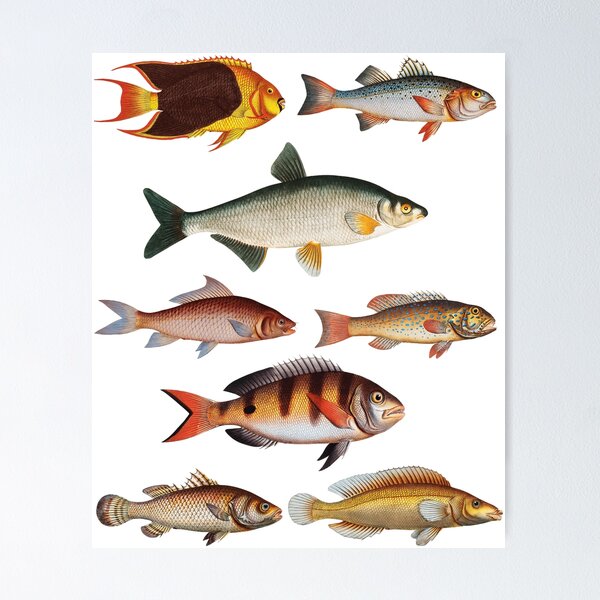 Types Of Freshwater Fish Species Fishing  Poster for Sale by medox90