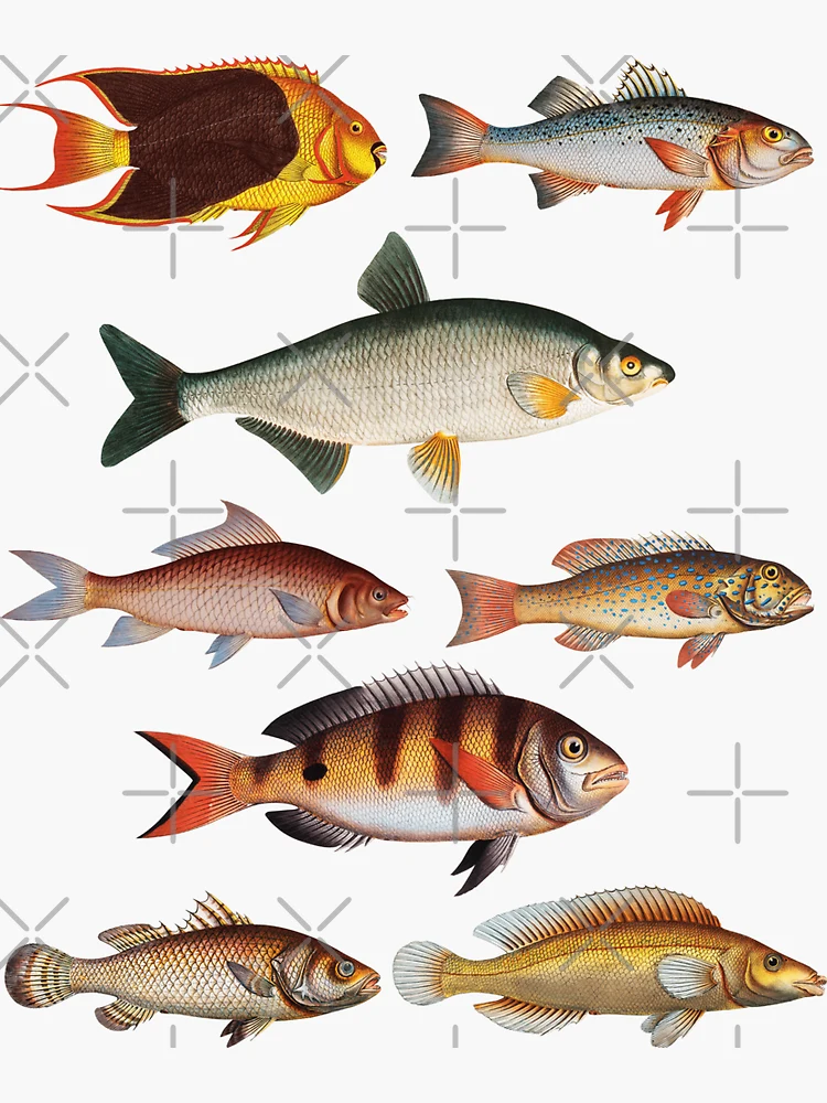 Types Of Freshwater Fish Species Fishing | Sticker
