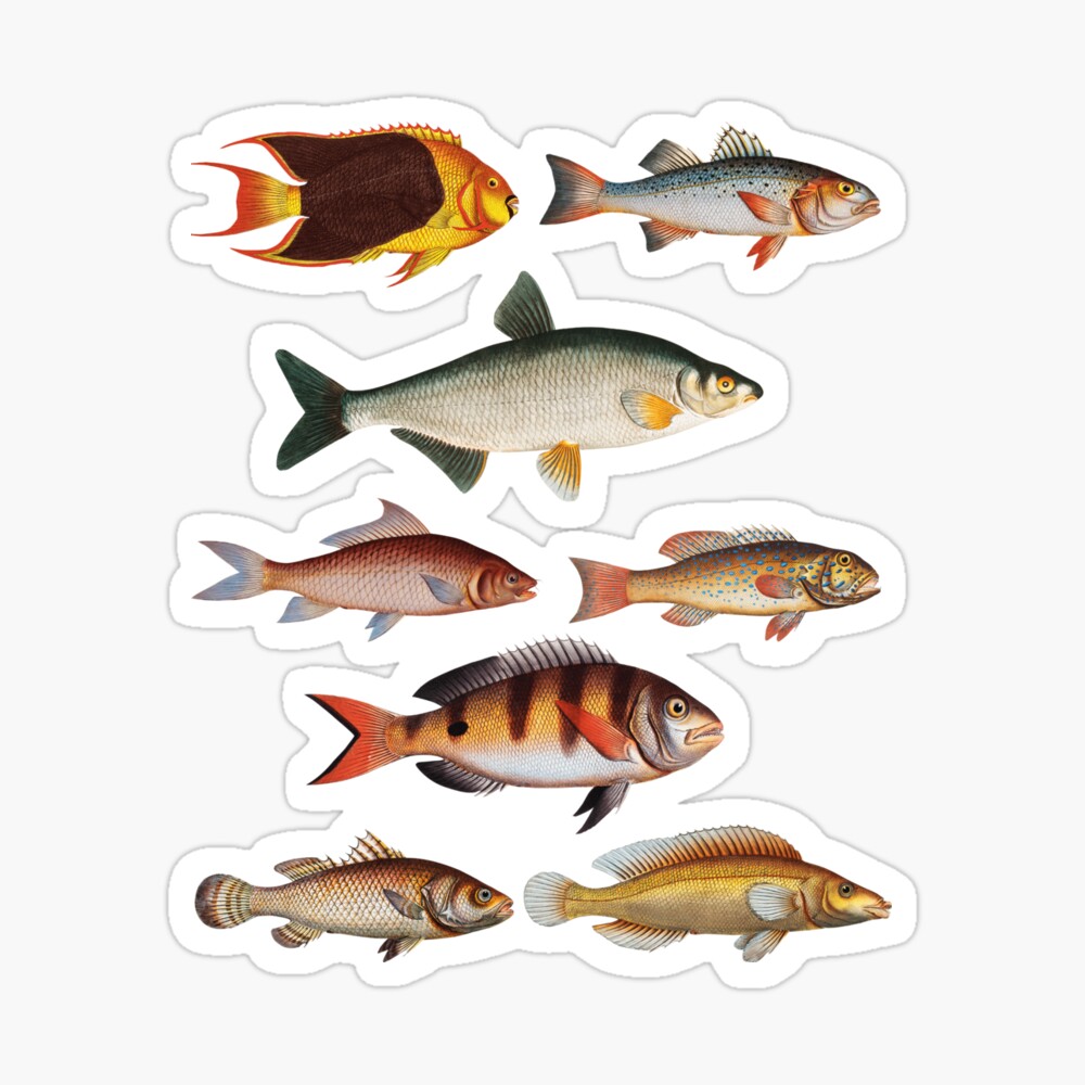 Types Of Freshwater Fish Species Fishing  Poster for Sale by