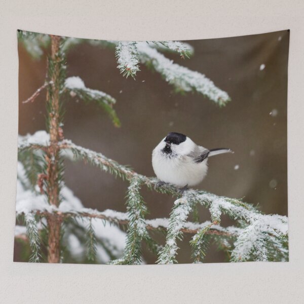 Item preview, Willow tit in snow sitting on a spruce branch designed and sold by Jouko Lehto Photography.