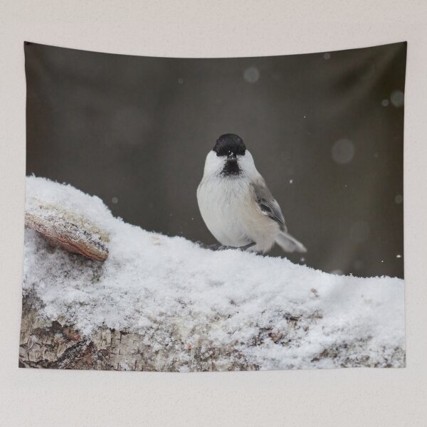 Item preview, Wake up wake up. Willow tit designed and sold by Jouko Lehto Photography.