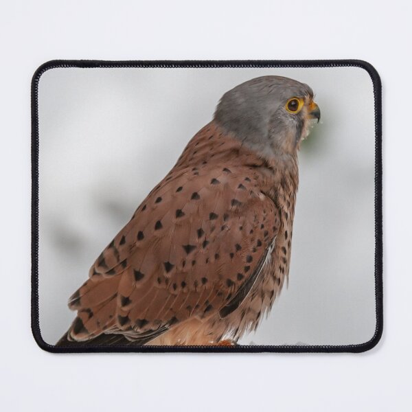 Item preview, Kestrel in the snow designed and sold by Ingo Gerlach.