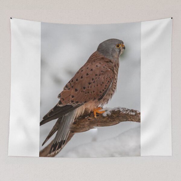 Item preview, Kestrel in the snow designed and sold by Ingo Gerlach.