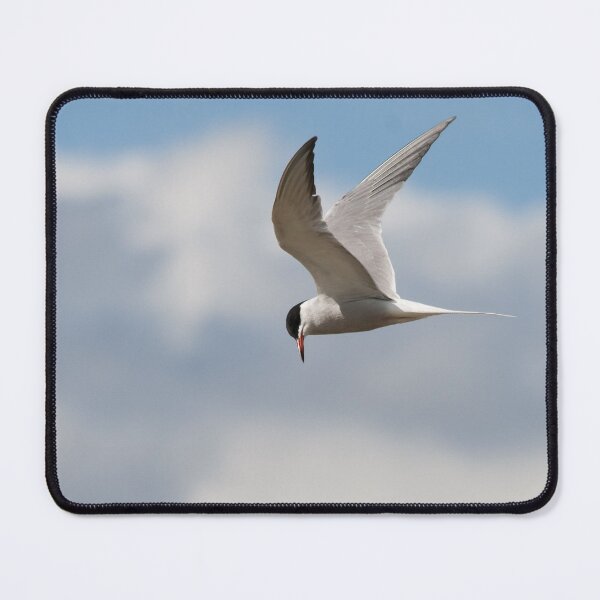 Item preview, Common Tern designed and sold by Tom-Harris.