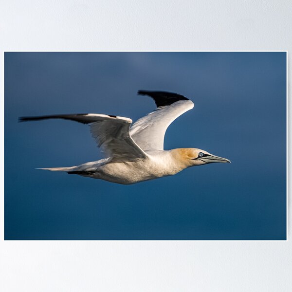Item preview, Gannet designed and sold by Tom-Harris.