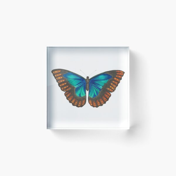 Item preview, Morpho telemachus butterfly designed and sold by Valifer.