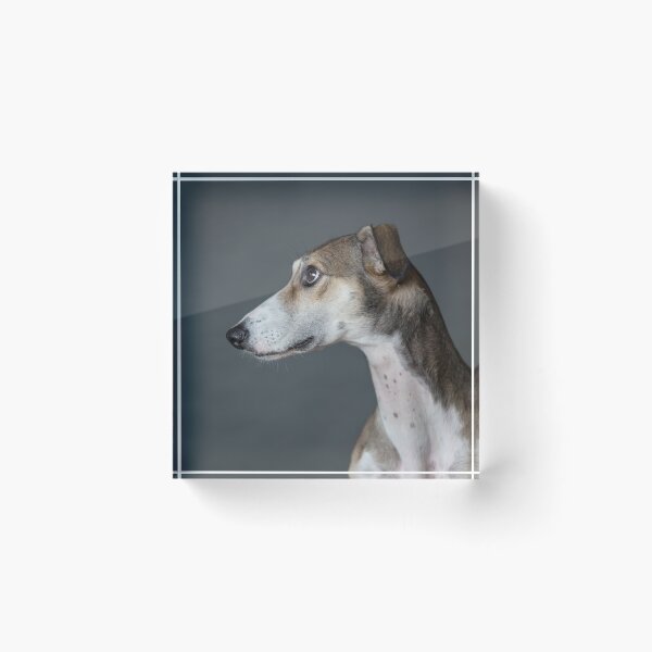 Item preview, Lotti saluki lurcher designed and sold by Penel.