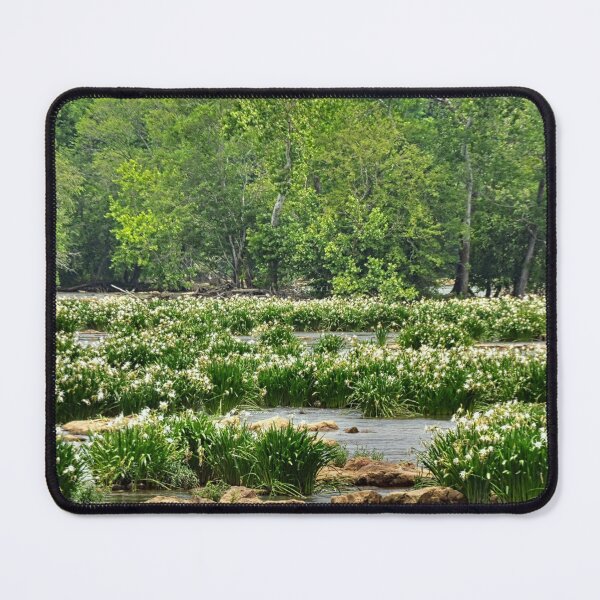Item preview, Shoals Spider Lily At Landsford Canal State Park South Carolina Panorama designed and sold by LisaWootenPhoto.