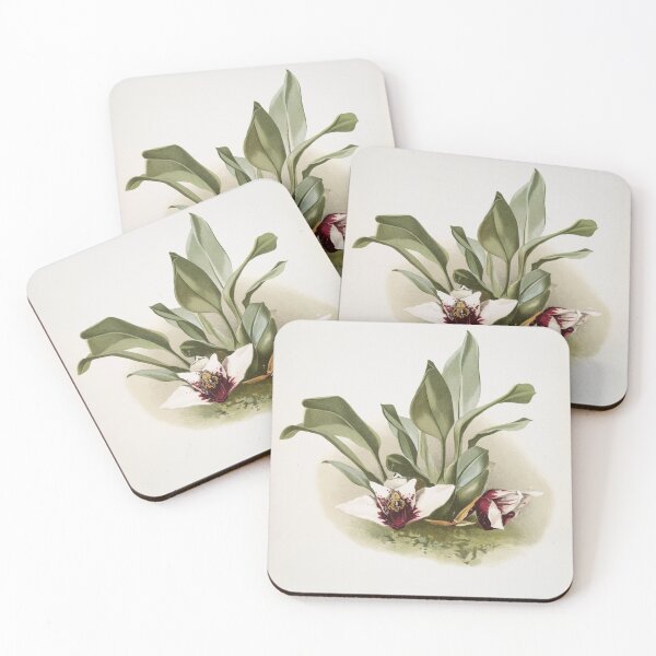 Item preview, Reichenbachia: Orchids Illustrated and Described designed and sold by EsotericBotanic.