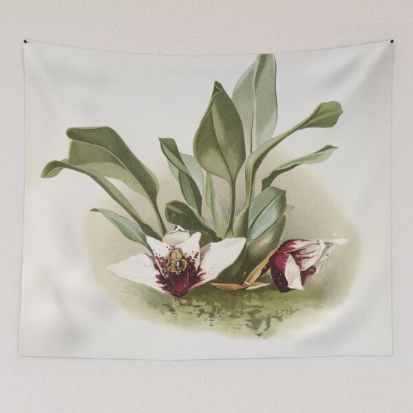 Item preview, Reichenbachia: Orchids Illustrated and Described designed and sold by EsotericBotanic.