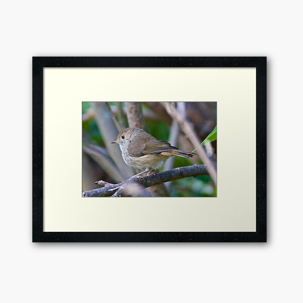 Item preview, THORNBILL ~ Brown Thornbill eXbeXc4K by David Irwin designed and sold by tasmanianartist.