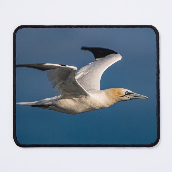 Item preview, Gannet designed and sold by Tom-Harris.