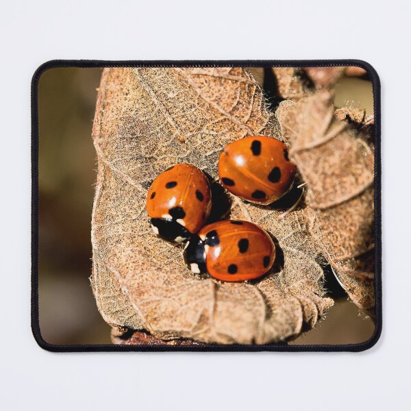 Item preview, Ladybird trio designed and sold by Violaman.