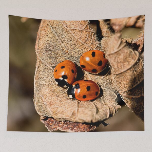 Item preview, Ladybird trio designed and sold by Violaman.