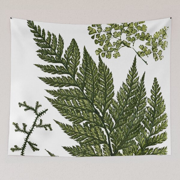 Item preview, Vintage Botanical Maidenhair Fern Illustration designed and sold by Naturalist Prints.