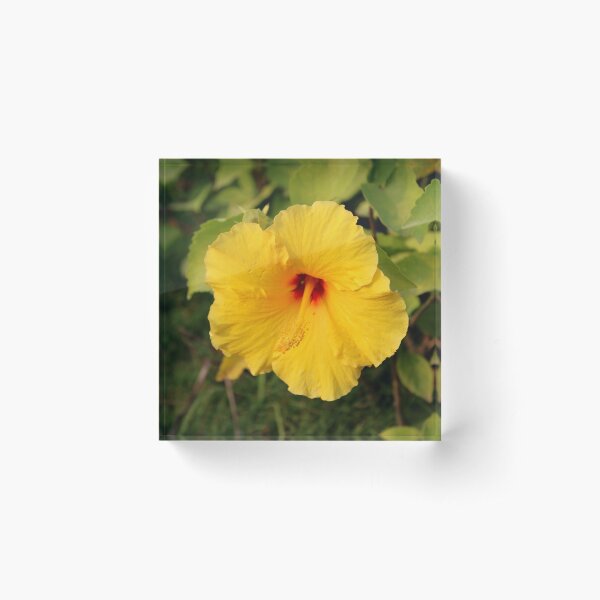 Item preview, Yellow Hibiscus. designed and sold by VgBingi.
