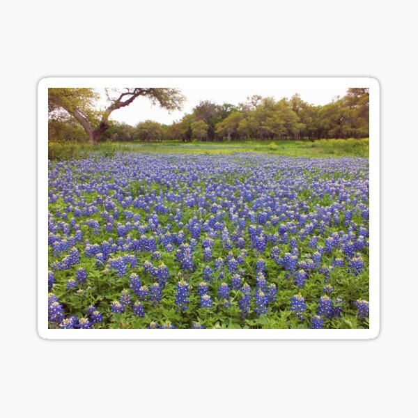 Item preview, Texas Blues designed and sold by Bill Morgenstern.