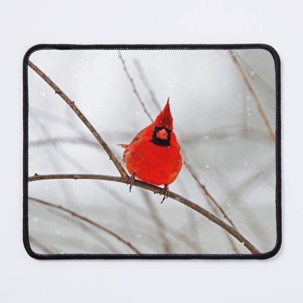 Item preview, Winter Male Northern Red Cardinal Attitude designed and sold by Deb Oppermann.