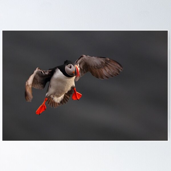 Item preview, Puffin in flight designed and sold by Remo Savisaar.