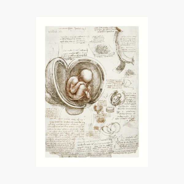 絵画 the memory in the womb Anatomical drawing of a foetus in the womb, engraved by
