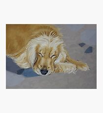 Sleeping Pet Photographic Print