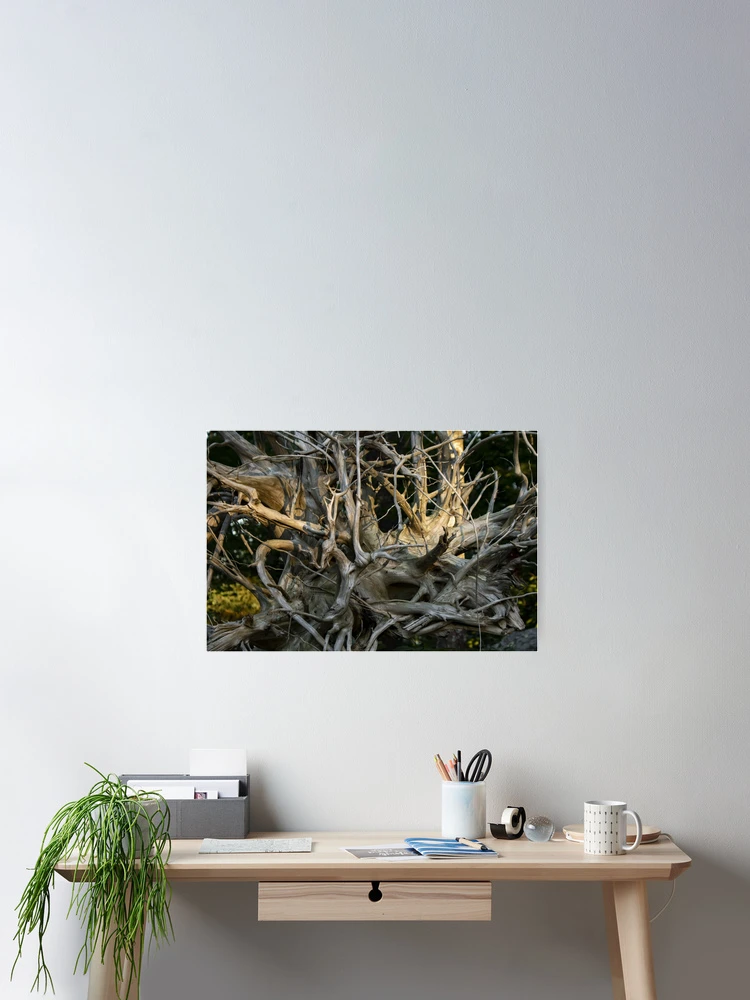 Thumbnail 2 of 3, Poster, Tree Roots designed and sold by Chorizo13.