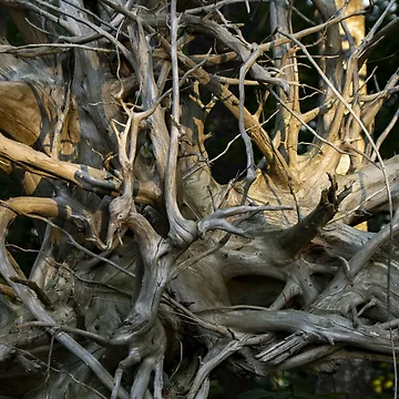 Artwork thumbnail, Tree Roots by Chorizo13