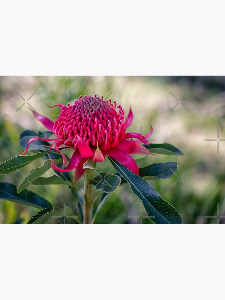 "Waratah" Art Print for Sale by yolanda Redbubble
