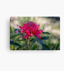 Waratah Leinwanddruck