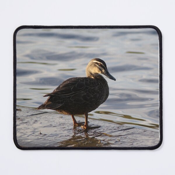 Item preview, Pacific Black Duck designed and sold by Dragonsfield.