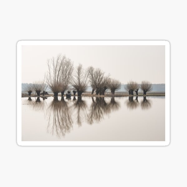Item preview, Pollard willows in the reflection of the flood designed and sold by Ingo Gerlach.